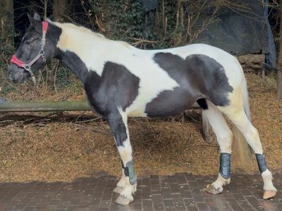 16.1hh sports horse x for sale
