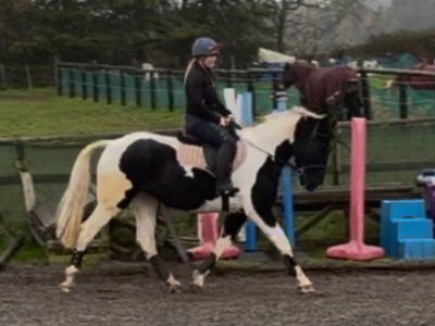 16.1hh sports horse x for sale