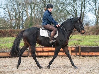 Thoroughbred Gelding for Sale