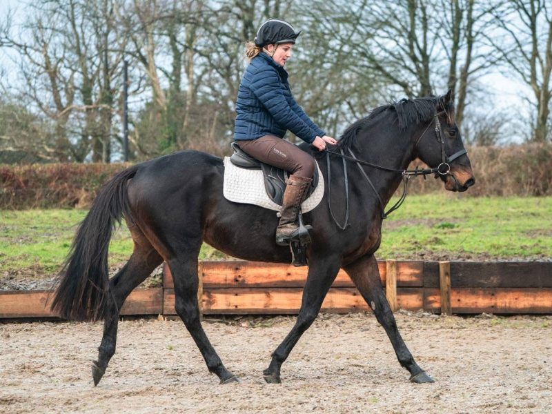 Thoroughbred Gelding for Sale