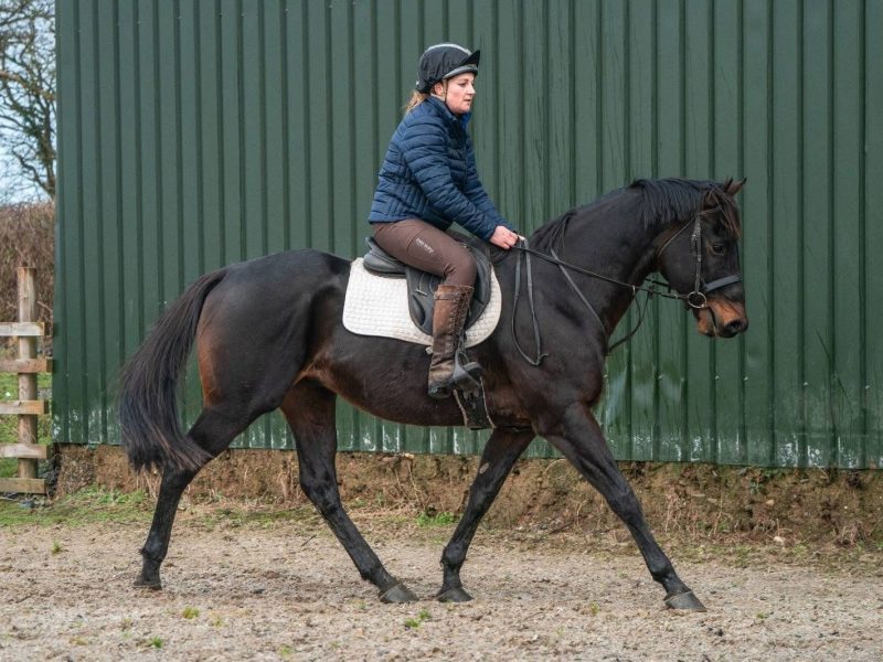 Thoroughbred Gelding for Sale