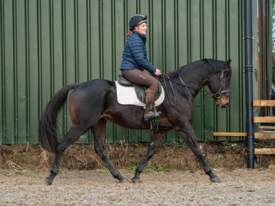 Thoroughbred Gelding for Sale