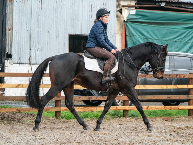 Thoroughbred Gelding for Sale