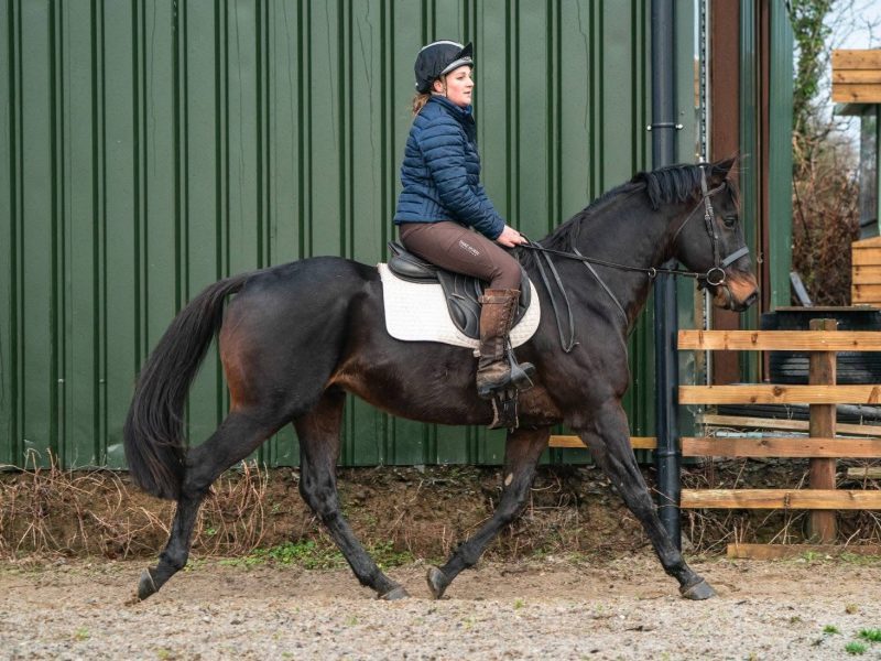 Thoroughbred Gelding for Sale