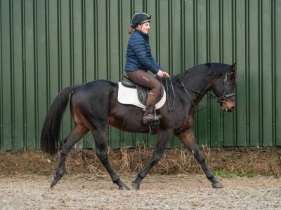 Thoroughbred Gelding for Sale
