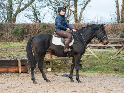 Thoroughbred Gelding for Sale