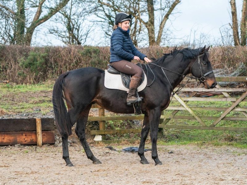 Thoroughbred Gelding for Sale