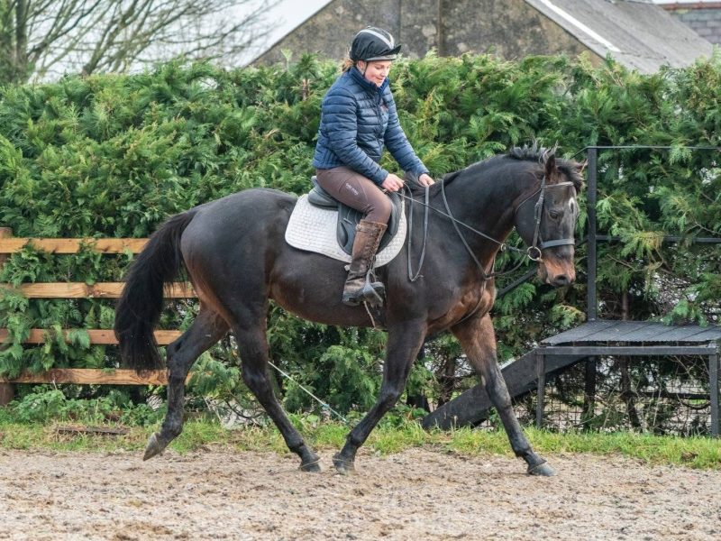 Thoroughbred Gelding for Sale