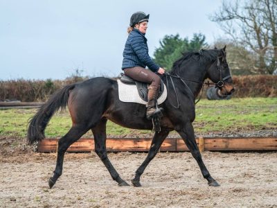 Thoroughbred Gelding for Sale