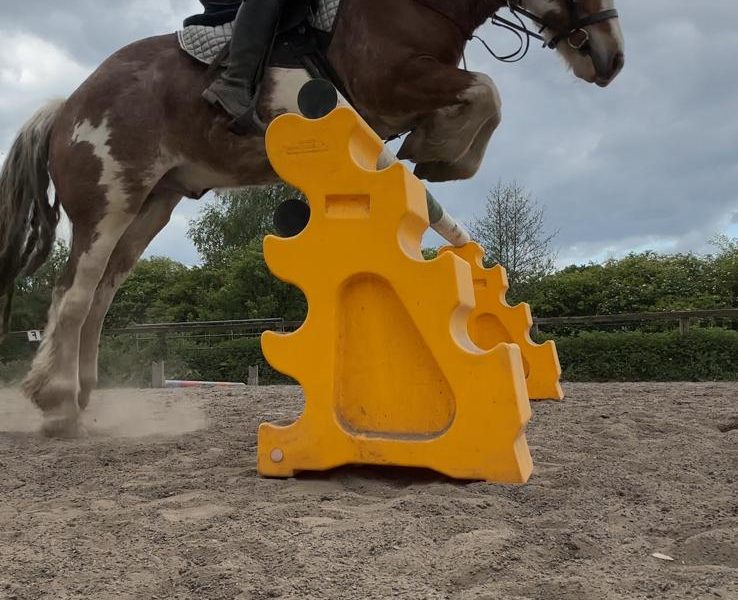 13.-13.3hh Blagdon Super Cob for Sale