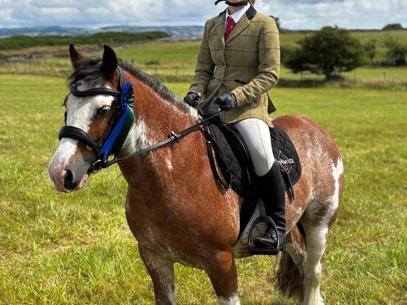 13.-13.3hh Blagdon Super Cob for Sale