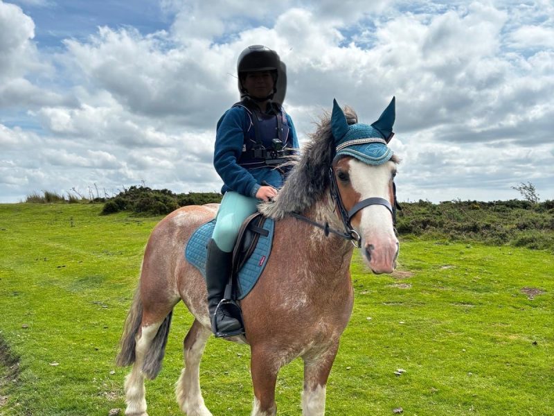 13.-13.3hh Blagdon Super Cob for Sale