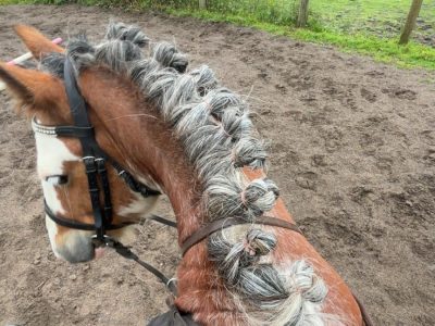 13.-13.3hh Blagdon Super Cob for Sale