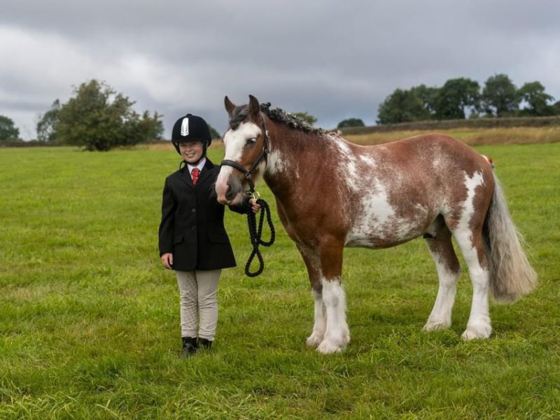 13.-13.3hh Blagdon Super Cob for Sale