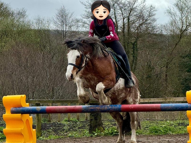 13.-13.3hh Blagdon Super Cob for Sale