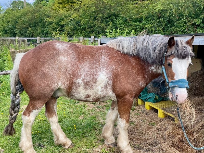13.-13.3hh Blagdon Super Cob for Sale