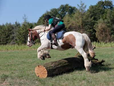 Genuine and kind 14.1hh Gypsy Vanner Cob, 18 Years Old