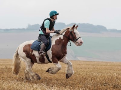 Genuine and kind 14.1hh Gypsy Vanner Cob, 18 Years Old