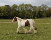 Genuine and kind 14.1hh Gypsy Vanner Cob, 18 Years Old