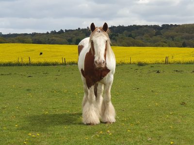 Genuine and kind 14.1hh Gypsy Vanner Cob, 18 Years Old
