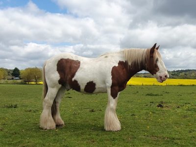 Genuine and kind 14.1hh Gypsy Vanner Cob, 18 Years Old