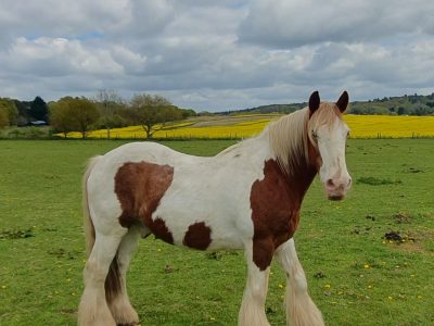 Genuine and kind 14.1hh Gypsy Vanner Cob, 18 Years Old