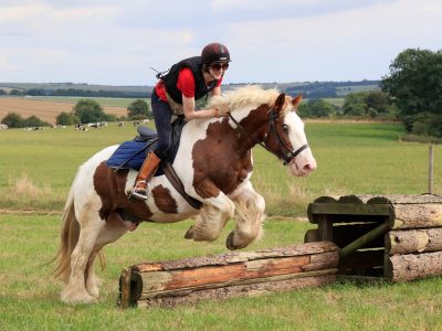 Genuine and kind 14.1hh Gypsy Vanner Cob, 18 Years Old
