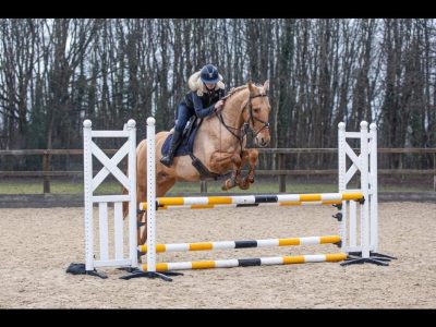 16.2 7yo stallion for sale