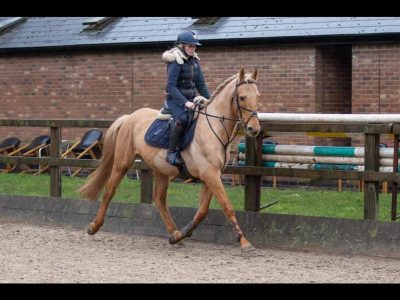 16.2 7yo stallion for sale