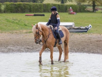 16.2 7yo stallion for sale