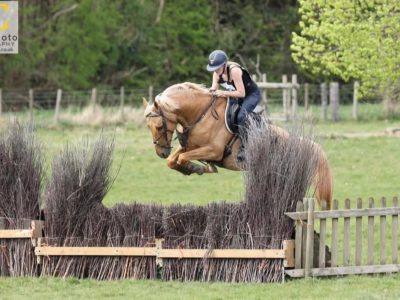 16.2 7yo stallion for sale