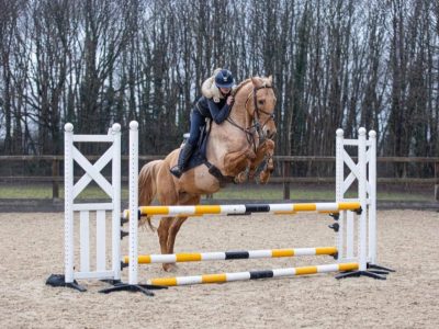 16.2 7yo stallion for sale