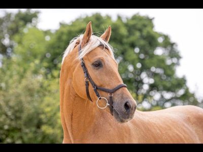 16.2 7yo stallion for sale