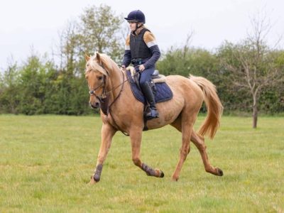 16.2 7yo stallion for sale
