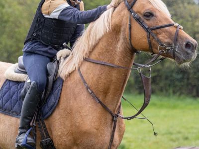 16.2 7yo stallion for sale