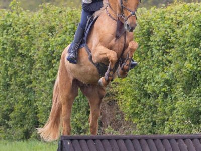 16.2 7yo stallion for sale