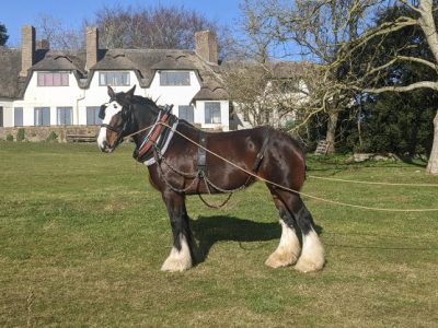Beautiful registered working Shire for sale