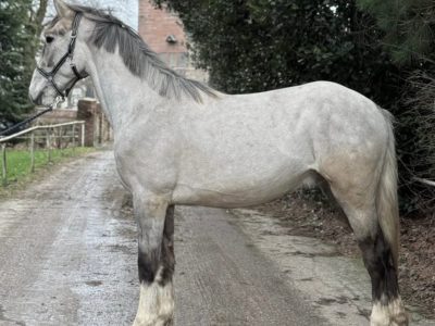 3 year old Irish Draught gelding For sale