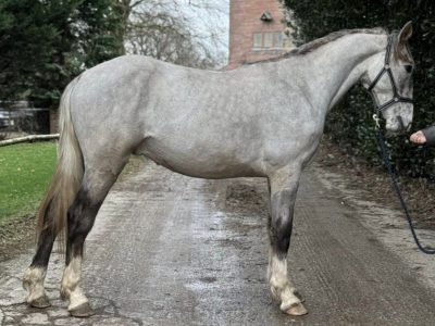 3 year old Irish Draught gelding For sale