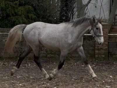 3 year old Irish Draught gelding For sale
