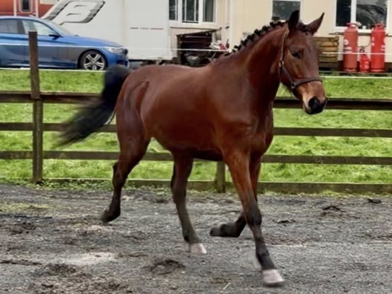 Stunning Irish Sport Horse Gelding by Kingdom for Sale