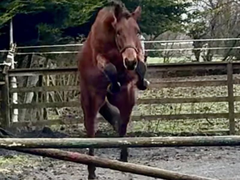 Stunning Irish Sport Horse Gelding by Kingdom for Sale