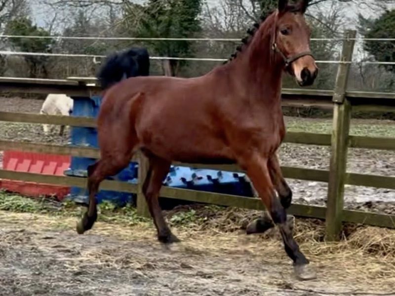 Stunning Irish Sport Horse Gelding by Kingdom for Sale