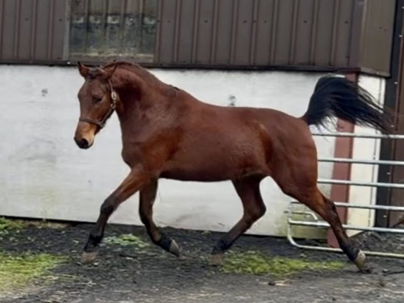 Stunning Irish Sport Horse Gelding by Kingdom for Sale