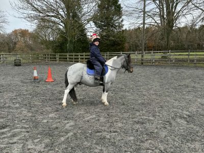 Super Second Pony Mini Cob for Sale