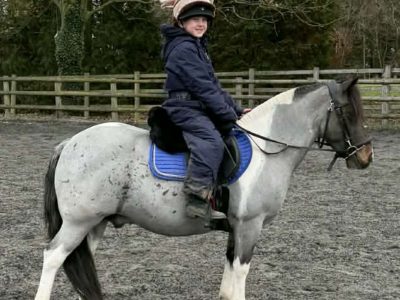 Super Second Pony Mini Cob for Sale