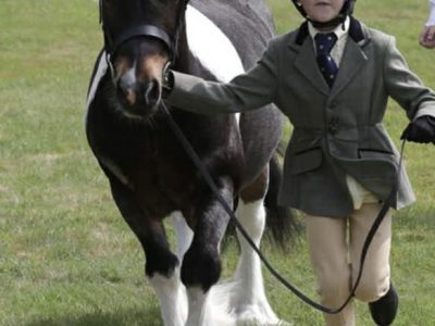 Super Second Pony Mini Cob for Sale