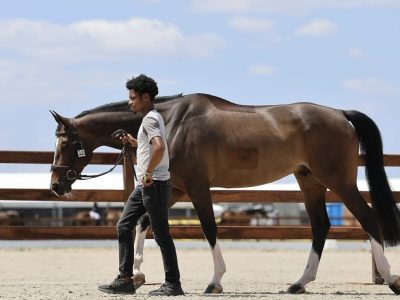 SOLD. TALENTED 7YO. GRAND PRIX FUTURE