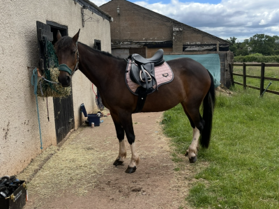 Beautiful bay mare 15.2hh for sale