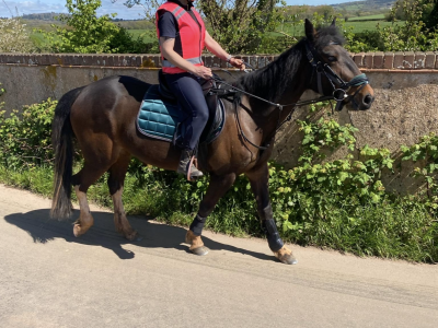 Beautiful bay mare 15.2hh for sale